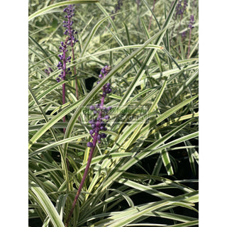 Liriope Muscari Variegated 140Mm Pot Plants