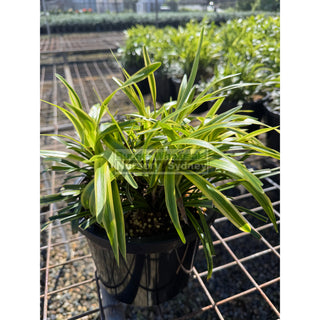 Liriope Muscari variegated large 200mm Pot Plants