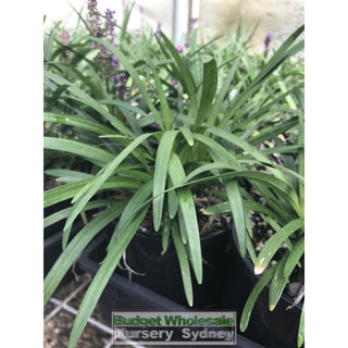 Liriope Samatha 140Mm Pot Plants