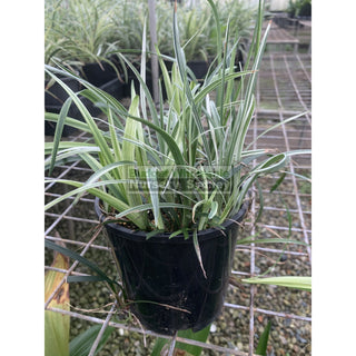 Liriope Silver Dragon 140Mm Pot Plants