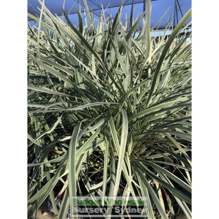 Liriope Silver Dragon 140Mm Pot Plants