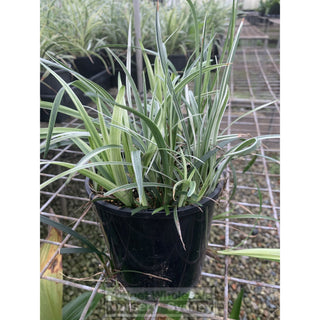 Liriope Silver Dragon 140Mm Pot Plants