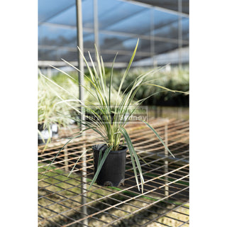 Liriope Silver Dragon 140Mm Pot Plants