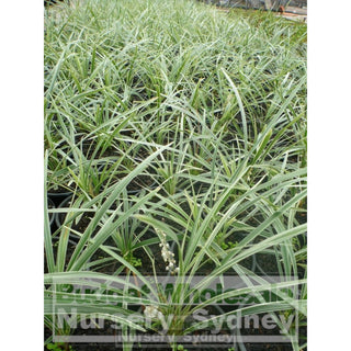 Liriope Silver Dragon 140Mm Pot Plants