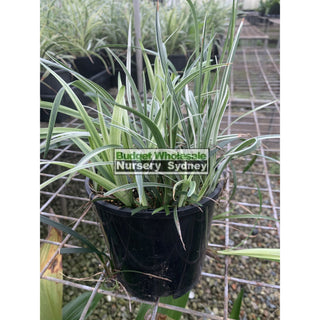 Liriope Silver Dragon 140Mm Pot Plants