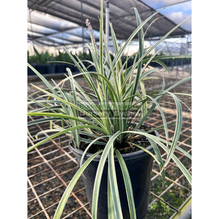 Liriope Silver Dragon 170Mm Pot Plants