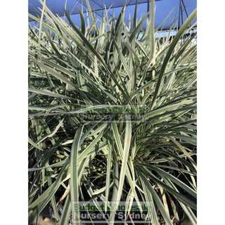 Liriope Silver Dragon 140Mm Pot Plants