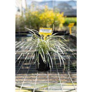 Liriope Stripey White 140Mm Pot Plants