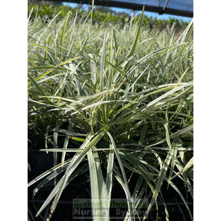 Liriope Stripey White 140Mm Pot Plants
