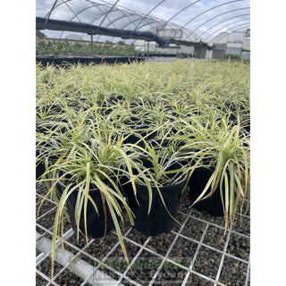 Liriope Stripey White 140Mm Pot Plants