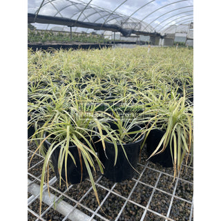 Liriope Stripey White 140Mm Pot Plants