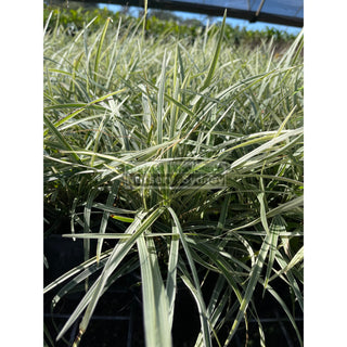 Liriope Stripey White 140Mm Pot Plants