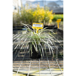 Liriope Stripey White 140Mm Pot Plants