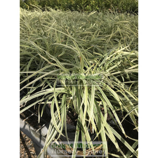 Liriope Stripey White 200Mm Pot Plants