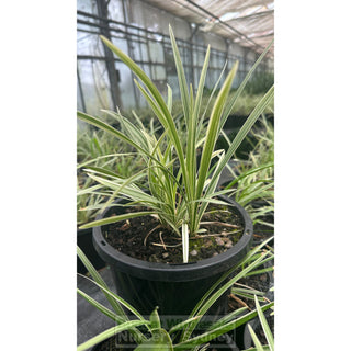 Liriope Stripey White 200Mm Pot Plants