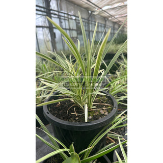 Liriope Stripey White 200Mm Pot Plants