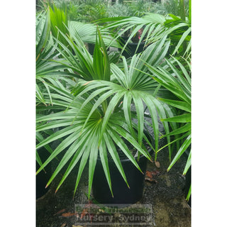 Livistona Chinensis 300Mm (Chinese Fan Palm) Pot Default Type