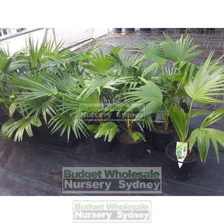 Livistona Chinensis (Chinese Fan Palm) 200Mm Pot Default Type