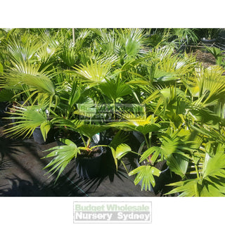 Livistona Chinensis (Chinese Fan Palm) 200Mm Pot Default Type