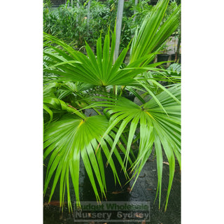 Livistona Chinensis 400Mm (Chinese Fan Palm) Pot Default Type