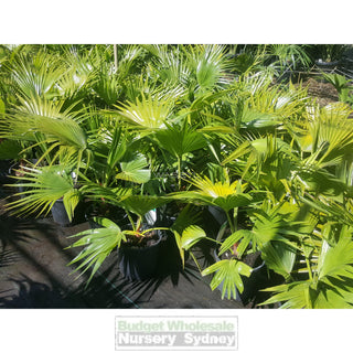 Livistona Chinensis (Chinese Fan Palm) 200Mm Pot Default Type