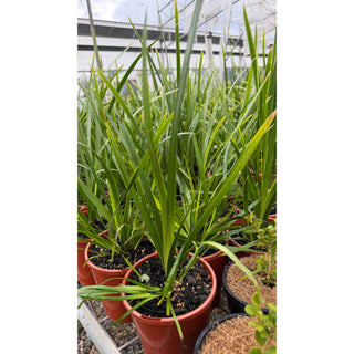 Lomandra Hystrix 140mm Pot - Plants