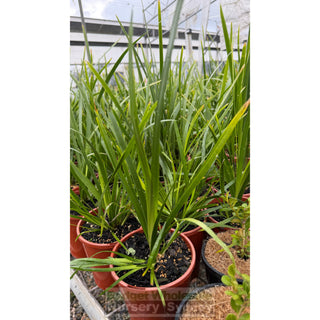 Lomandra Hystrix 140mm Pot - Plants