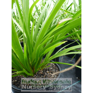 Lomandra Hystrix 200Mm Pot Plants