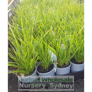 Lomandra Katrinus 140Mm Pots Default Type