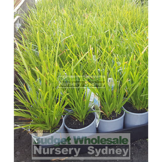 Lomandra Katrinus 140Mm Pots Default Type