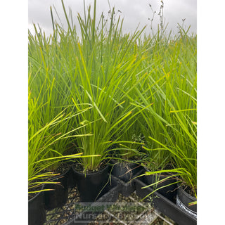 Lomandra Lime Tuff 140Mm Pots Default Type