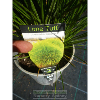 Lomandra Lime Tuff 140Mm Pots Default Type