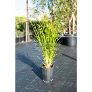 Lomandra Lime Tuff 140Mm Pots Default Type