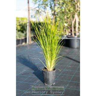 Lomandra Lime Tuff 140Mm Pots Default Type