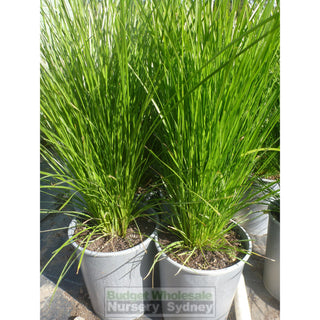 Lomandra Lime Tuff 140Mm Pots Default Type