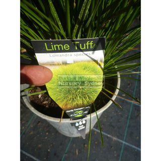 Lomandra Lime Tuff 140Mm Pots Default Type