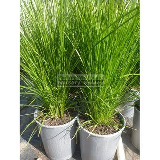 Lomandra Lime Tuff 140Mm Pots Default Type