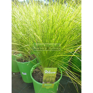 Lomandra Lime Tuff 200Mm Pots Default Type