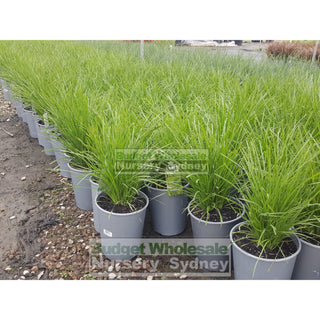 Lomandra Lime Tuff 200Mm Pots Default Type