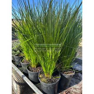 Lomandra Lime Tuff 200mm pots Default type