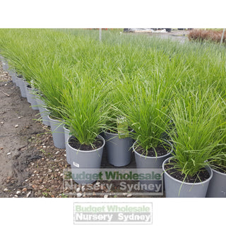 Lomandra Lime Tuff 200Mm Pots Default Type
