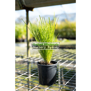 Lomandra Little Con 140Mm Pots Default Type