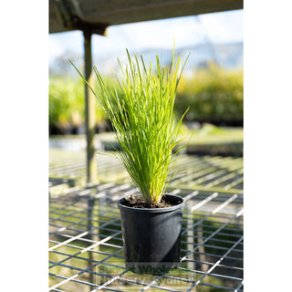 Lomandra Little Con 140Mm Pots Default Type