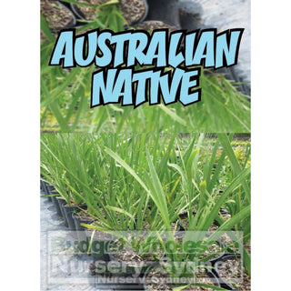 Lomandra Longifolia 140Mm Plants