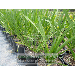 Lomandra Longifolia 140Mm Plants