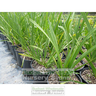 Lomandra Longifolia 140Mm Plants