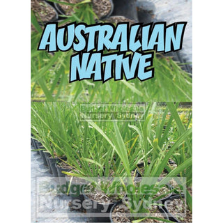 Lomandra Longifolia 140Mm Plants