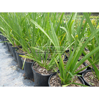 Lomandra Longifolia Large 200Mm Pot Plants