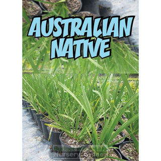 Lomandra Longifolia Large 200Mm Pot Plants