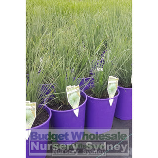 Lomandra Nyalla 140Mm Pots Default Type